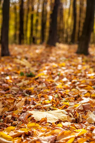 Alberi forestali autunnali . — Foto Stock