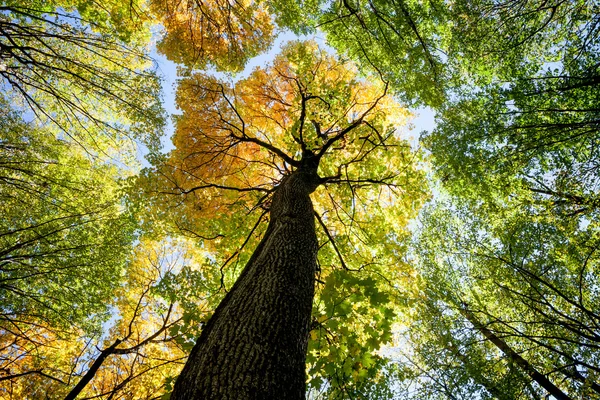 Herfst bos bomen — Stockfoto