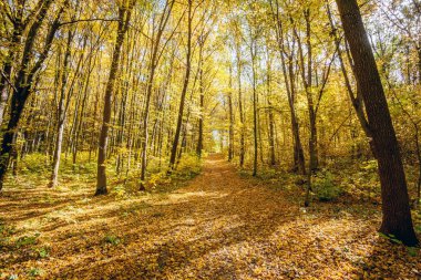 sonbahar Orman ağaçları