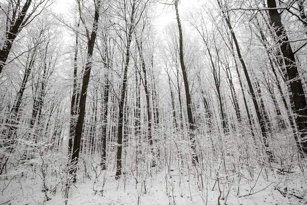 Alberi della foresta. Sfondi in legno di neve natura. Inverno — Foto Stock