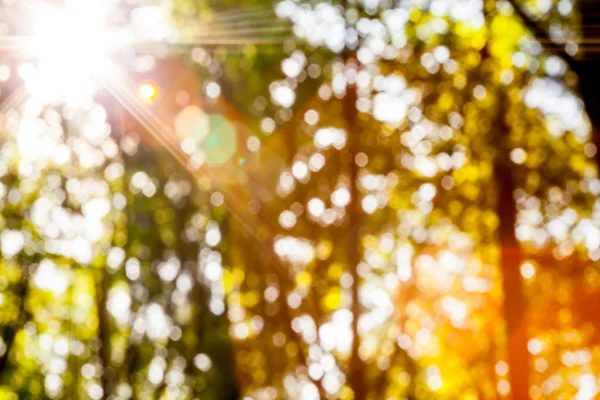 Herfst bos bomen — Stockfoto