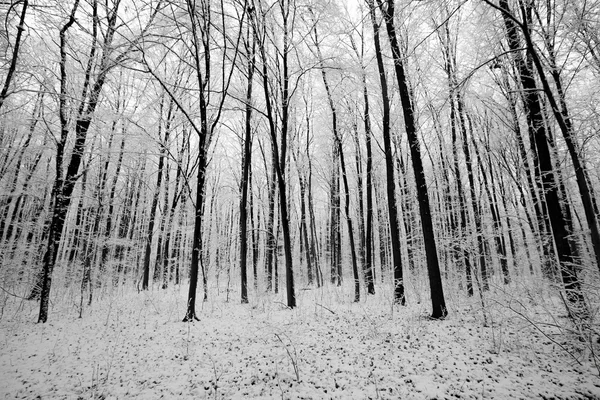 Uma floresta árvores — Fotografia de Stock