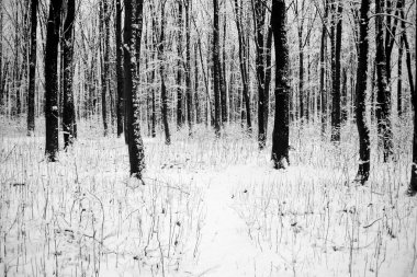 kış orman ağaçları