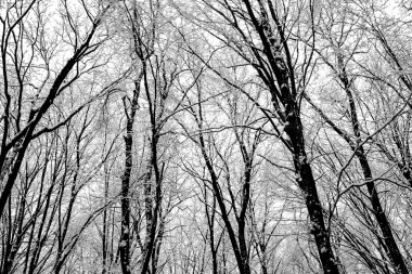 kış orman ağaçları