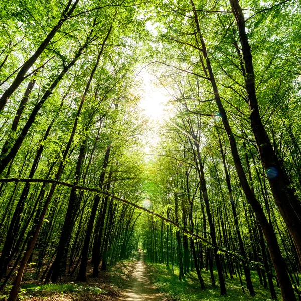 Un árbol forestal — Foto de Stock