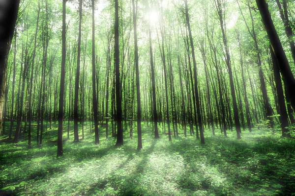 Un árbol forestal —  Fotos de Stock