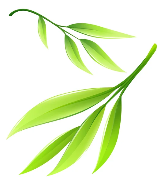 Ramo con bambù verde di foglie. Illustrazione di vettore Eps10 isolato su priorità bassa bianca — Vettoriale Stock