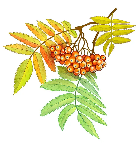 Autumn branch of rowan with berries and leaves — Stock Vector