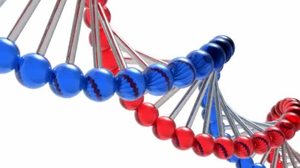 Molecola di DNA rotante — Video Stock