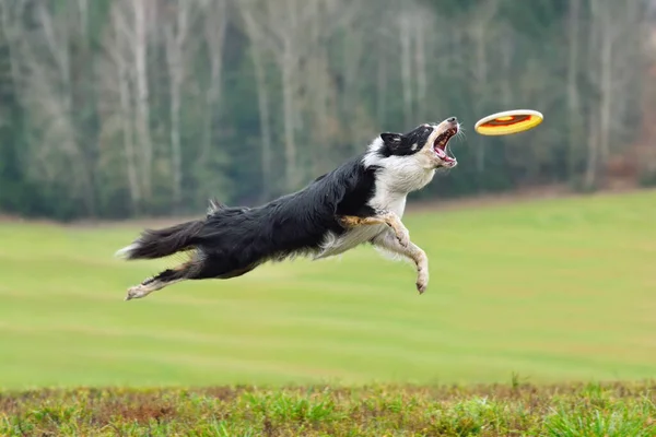 Frontera Collie Perro Captura Disco Frisbee Salto — Foto de Stock