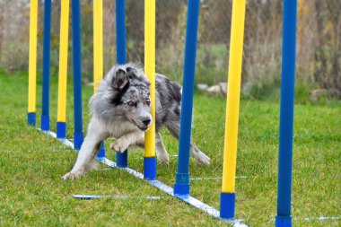 Sınır çoban köpeği slalom sopalarıyla çeviklik eğitimine gidiyor.