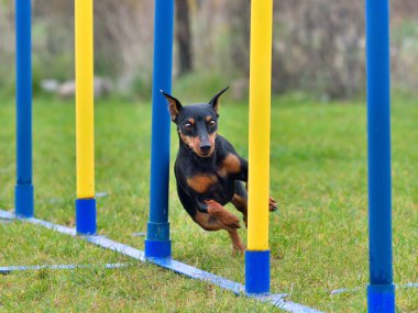 Minyatür pinscher köpeği çeviklik eğitiminde slalom çubuklarından geçiyor.