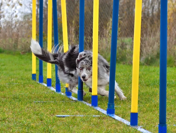 Border Collie Cane Passando Attraverso Bastoni Slalom Sul Training Agilità — Foto Stock