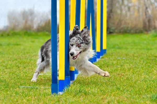 俊敏性トレーニングのスラロームスティックを通過ボーダーコリー犬 — ストック写真