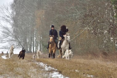 Borisov, Belarus - 25 Kasım 2018: Rus borzoi köpekleriyle avlanmanın tarihi yeniden inşası