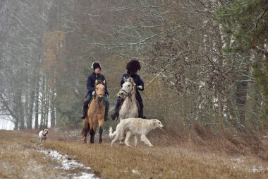 Borisov, Belarus - 25 Kasım 2018: Borzoi köpekleriyle avlanmanın tarihi yeniden inşası