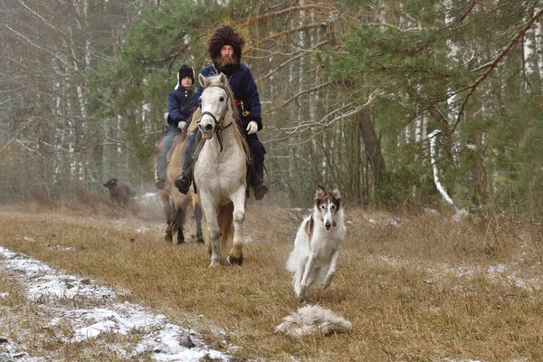 Borisov Belarus November 2018 Historische Reconstructie Van Jacht Met Borzoi — Stockfoto