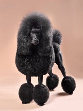 Kıtasal klipsli güzel kraliyet siyah kanişi renk arka planında duruyor.