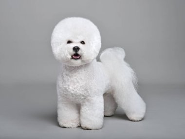 Gri arka planda duran güzel beyaz Bichon Frise köpeği