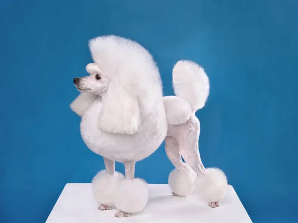 Bonito Brinquedo Branco Poodle Clipe Continental Fundo Azul — Fotografia de Stock