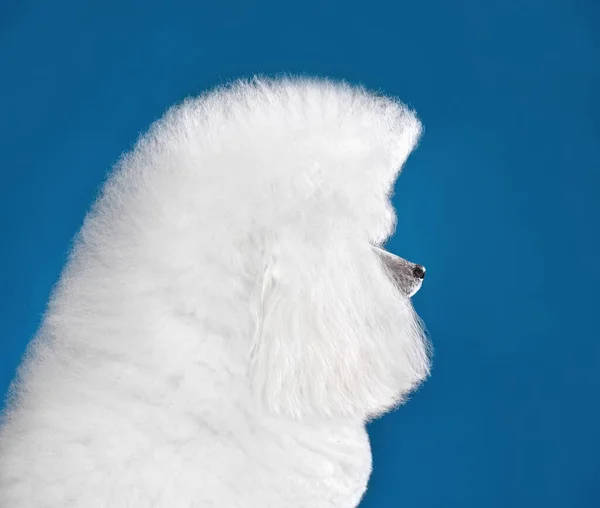 Portret Van Mooie Witte Speelgoed Poedel Continentale Clip Blauwe Achtergrond — Stockfoto