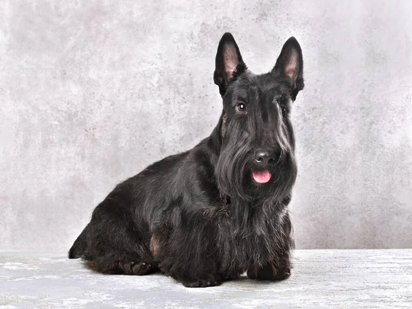 Mooie Zwarte Scotch Terrier Zittend Een Grijze Achtergrond — Stockfoto