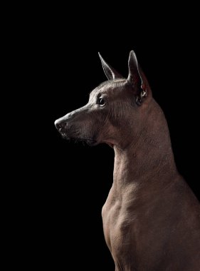Standart boyutta Xoloitzcuintli ya da siyah arka planda Meksika Kılsız Köpeği 'nin stüdyo portresi