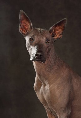 Standart boyutta Xoloitzcuintli ya da siyah arka planda Meksika Kılsız Köpeği portresi
