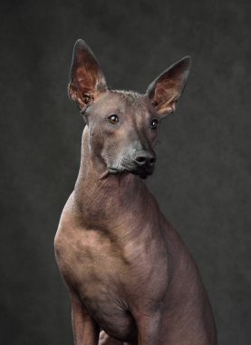 Standart boyutta Xoloitzcuintli ya da Meksika Kılsız Köpeğinin karanlık arka planda oturan stüdyo portresi