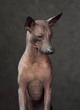 Standart boy Xoloitzcuintli ya da koyu bir arka planda oturan Meksika Kılsız Köpeği