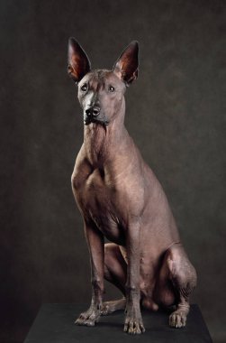 Standart boy Xoloitzcuintli ya da koyu bir arka planda oturan Meksika Kılsız Köpeği