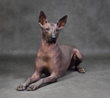 Standart boyutta Xoloitzcuintli ya da gri arka planda Meksika Kılsız Köpeği