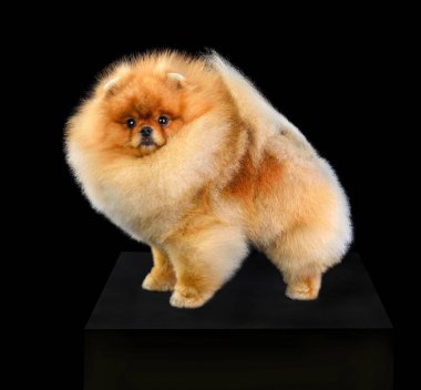 Siyah bir arka planda izole edilmiş kırmızı Pomeranya Spitz köpek yavrusunun stüdyo fotoğrafı.