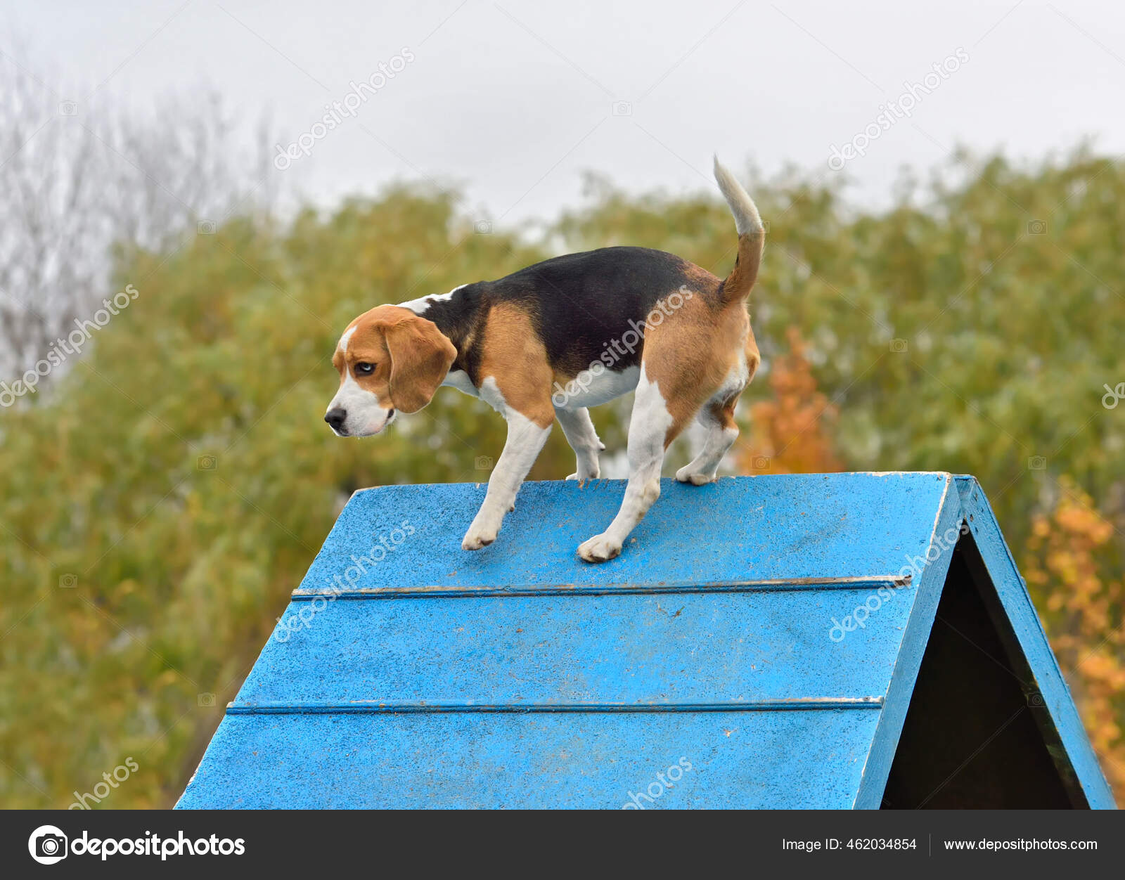 Beagle clearance climbing fence
