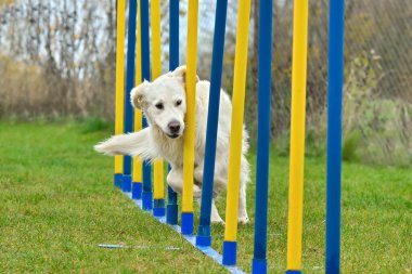 Çevik köpek açık havada slalom çubuklarının arasından geçiyor.