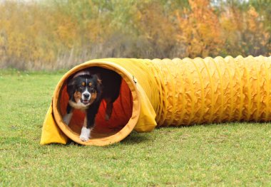 Avustralya çoban köpeği sarı tünelden köpek çevikliği yarışmasında çıktı.