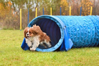 Şövalye Kral Charles Spaniel köpek çevikliği yarışmasında tünelden ayrılıyor.