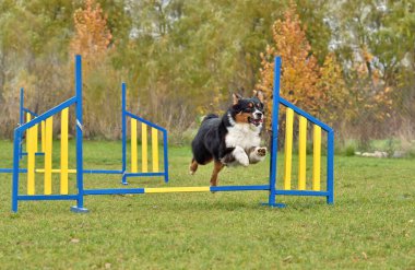 Tricolor Australian Shepherd jumping over hurdle on agility competition