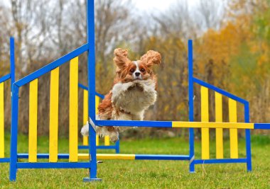 Şövalye Kral Charles Spaniel çeviklik antrenmanında çitten atlıyor.