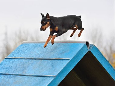 Tricolor Minyatür bir köpek çeviklik duruşmasında A çerçevesine tırmanıyor.