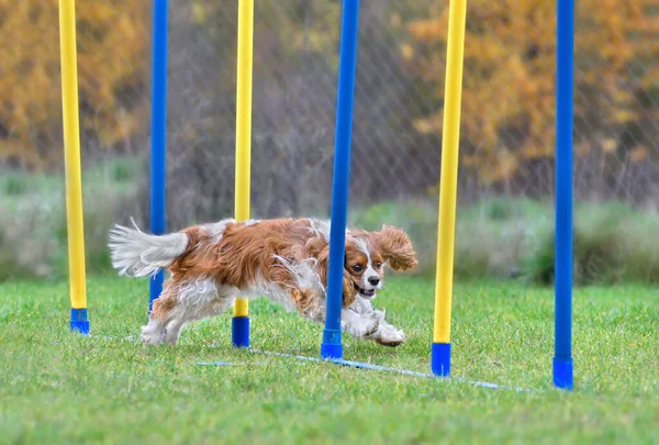 Cavalier Koning Charles Spaniel Doet Slalom Behendigheid Hond Competitie — Stockfoto