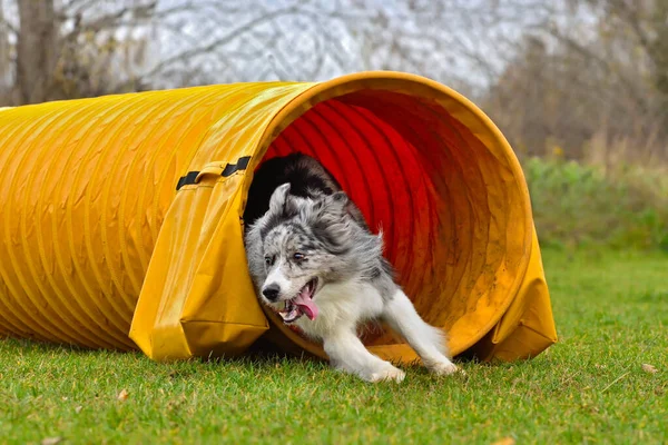 Merle Border Collie在狗比赛中穿过一条敏捷的隧道 — 图库照片