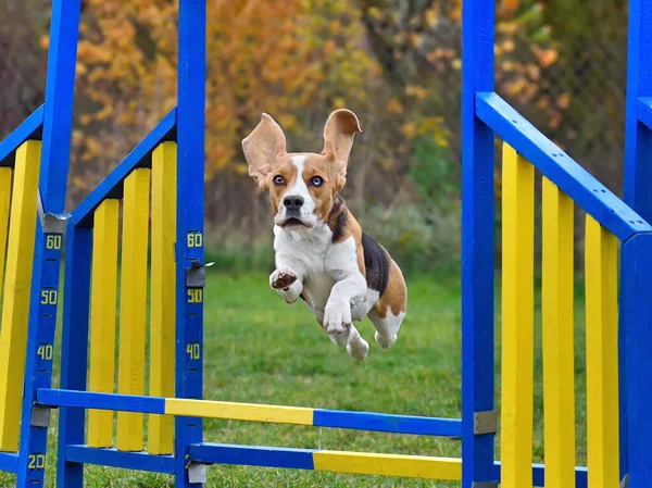 Tricolore Beagle Saltare Oltre Ostacolo Sulla Formazione Agilità — Foto Stock