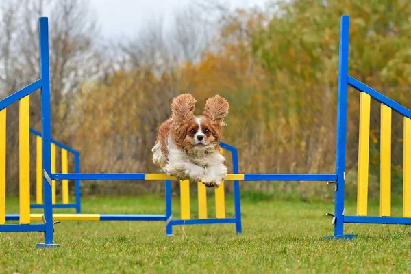 Funny Cavalier King Charles Spaniel jumping over the fence on agility training