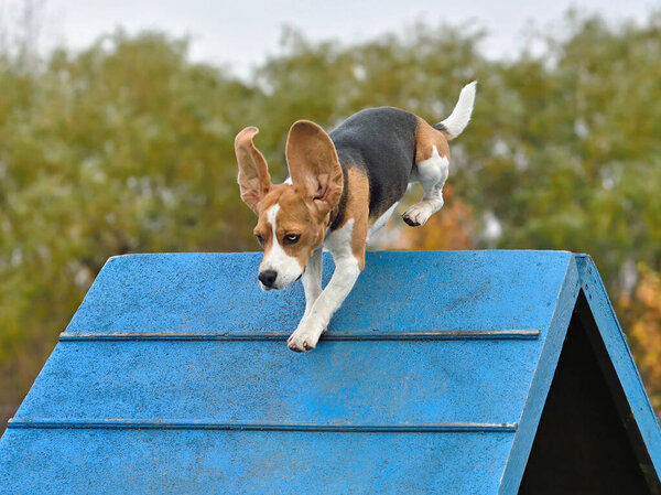 Tricolor beagle climbing an A-frame at a dog agility training