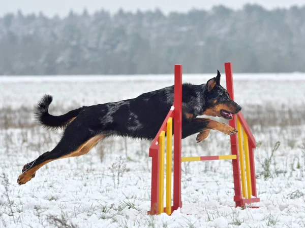 敏捷性の訓練でハードルを飛び越えるメルルBeauceron犬 — ストック写真