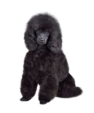 Beyaz arka planda oturan komik siyah kaniş yavrusu.