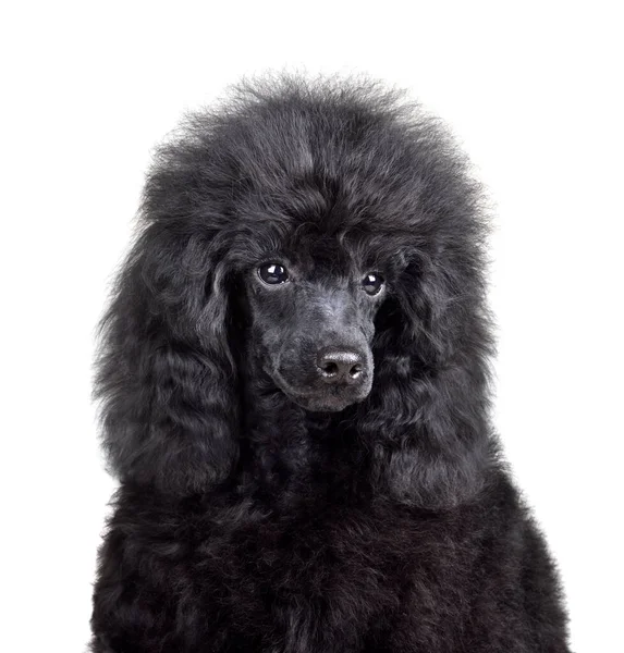 Three Months Old Puppy Toy Black Poodle Sitting White Background — Stockfoto