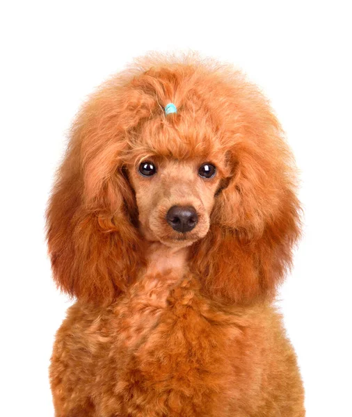 Funny Puppy Toy Apricot Poodle Isolated White Background — Stock Photo, Image