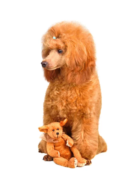 Cachorro Divertido Caniche Juguete Con Oso Peluche Sentado Sobre Fondo — Foto de Stock